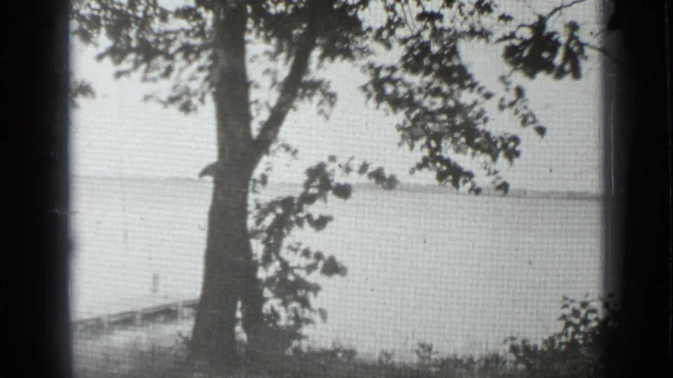 A screened 8mm view of Clear Lake shows a large tree trunk, soft branches, and a diagonal wooden pier near the shoreline.