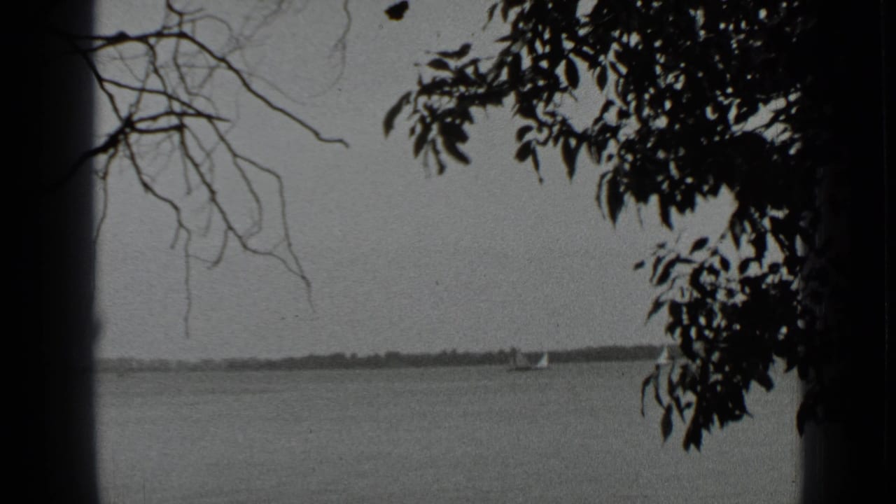 Sailboats cross calm water beneath overhanging branches and a distant shoreline.