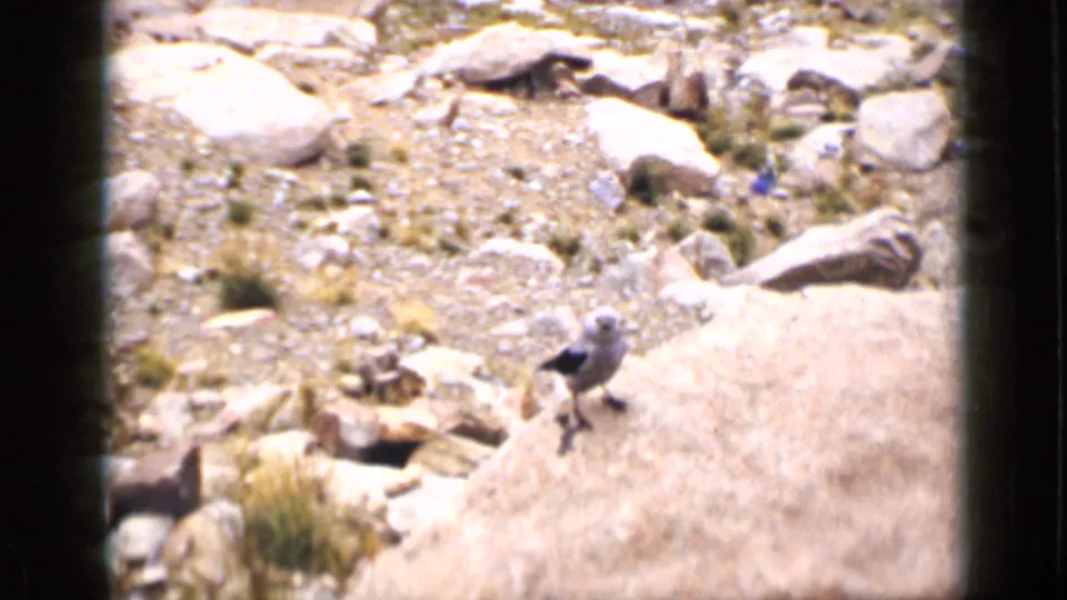 1939 Colorado home-movie view of a small bird on a boulder amid bright rocks and sparse alpine vegetation.