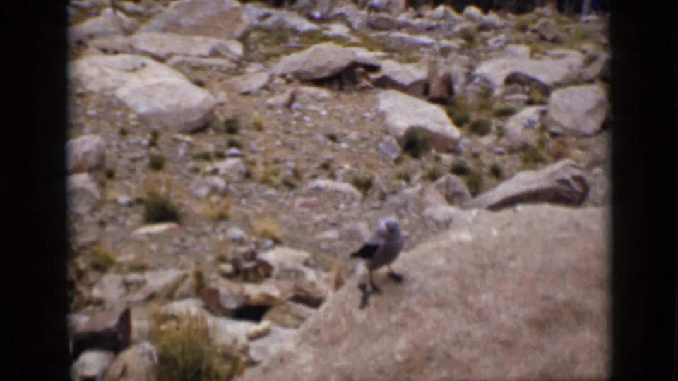 1939 Colorado frame showing a bird on a rocky outcrop, with sunlit stones and sparse mountain vegetation behind it.