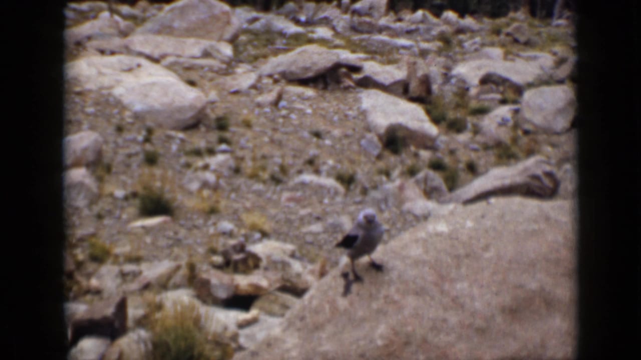 Small bird standing on a sunlit rock in a stony outdoor landscape.