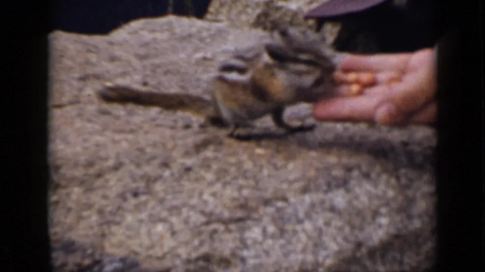 1939 Colorado 8mm frame of a chipmunk-like animal taking peanuts from a person's hand on rough stone.