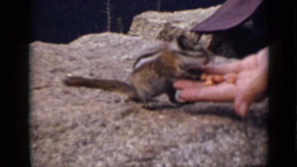 Close 1939 Colorado 8mm view of a chipmunk-like animal feeding from a hand beside a rough rock surface.