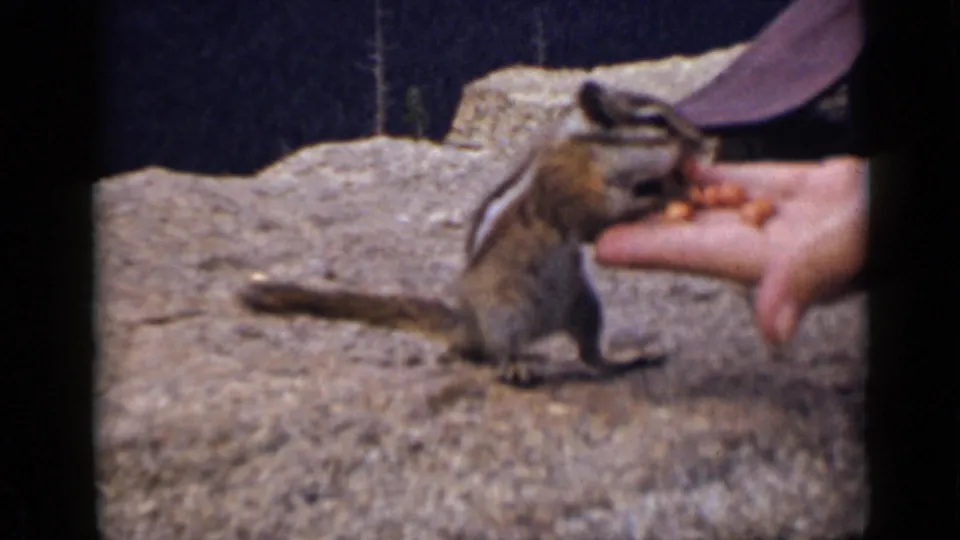 1939 Colorado 8mm frame showing a chipmunk-like animal sitting upright next to a hand with peanuts on a rock.