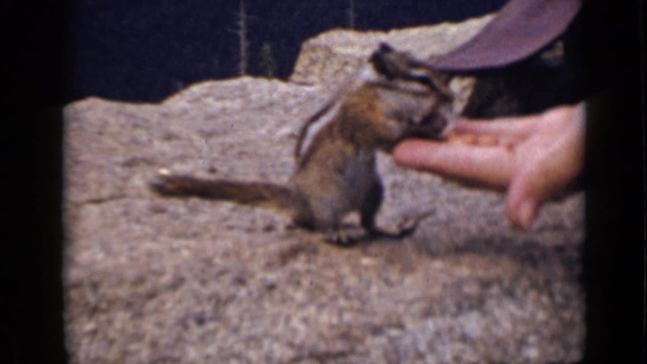 Chipmunk reaches toward nuts in a person's open hand on rough stone.