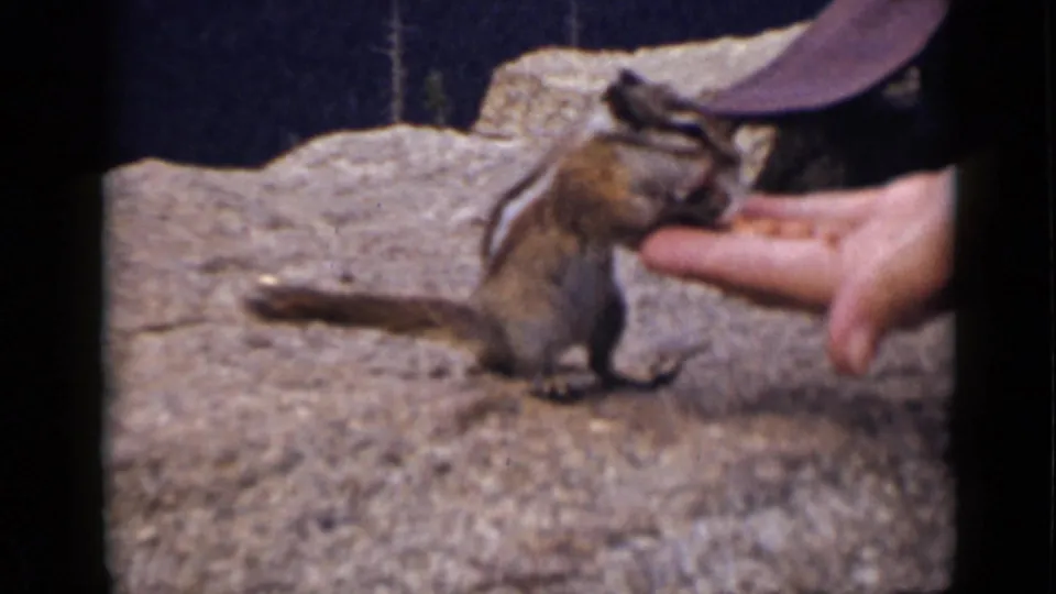 In 1939 Colorado home-movie footage, a chipmunk stands on a rocky surface near a person's open hand offering nuts.