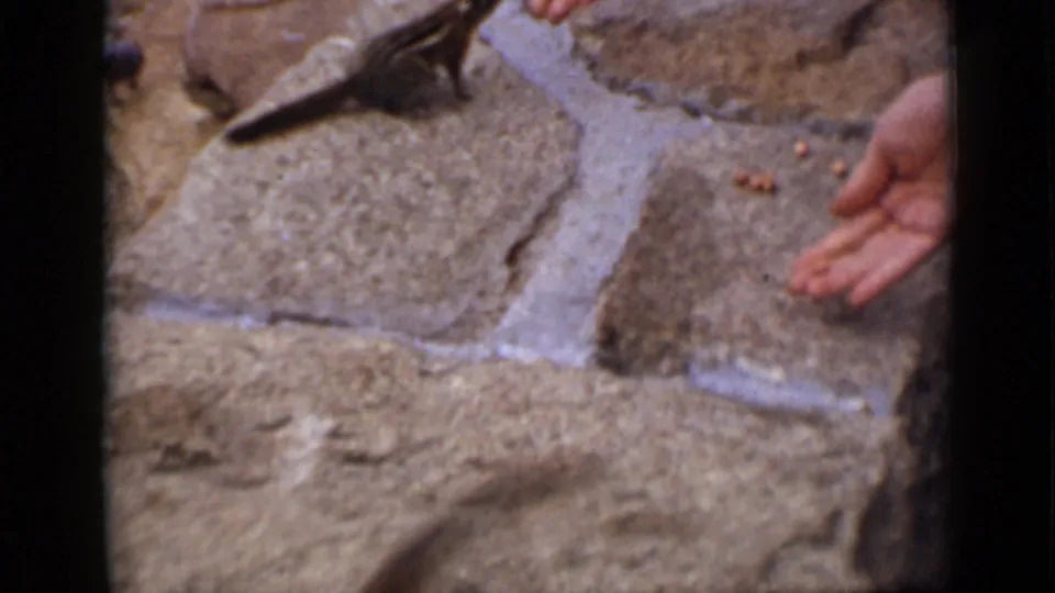 A chipmunk crosses uneven Colorado trail stones near a visitor's hand with nuts in this 1939 8mm frame.