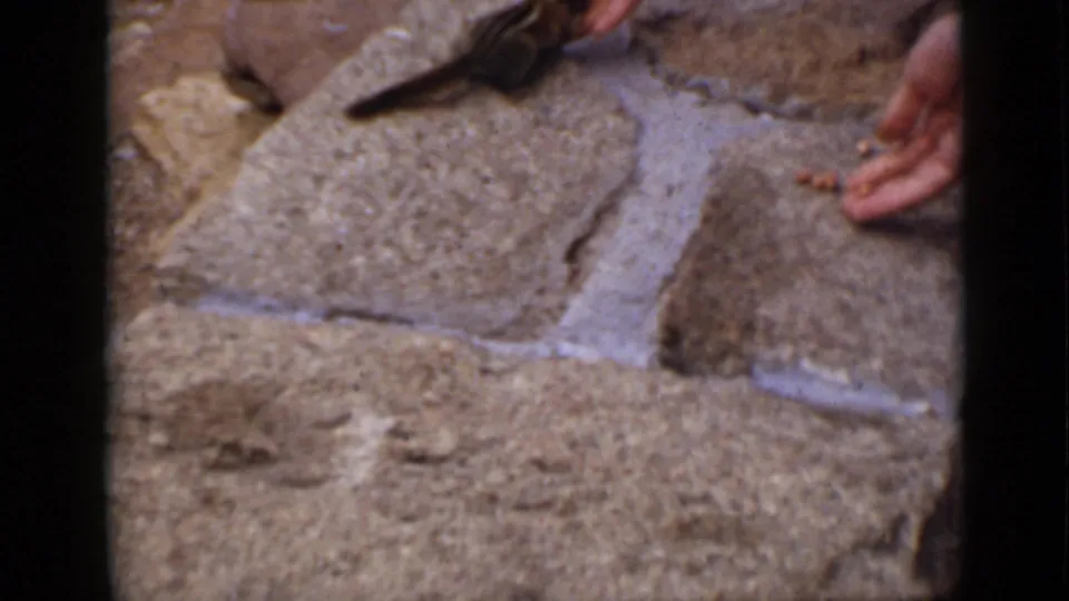 A chipmunk stays close to a person's hand and scattered nuts on rough stones in the Colorado mountain setting.