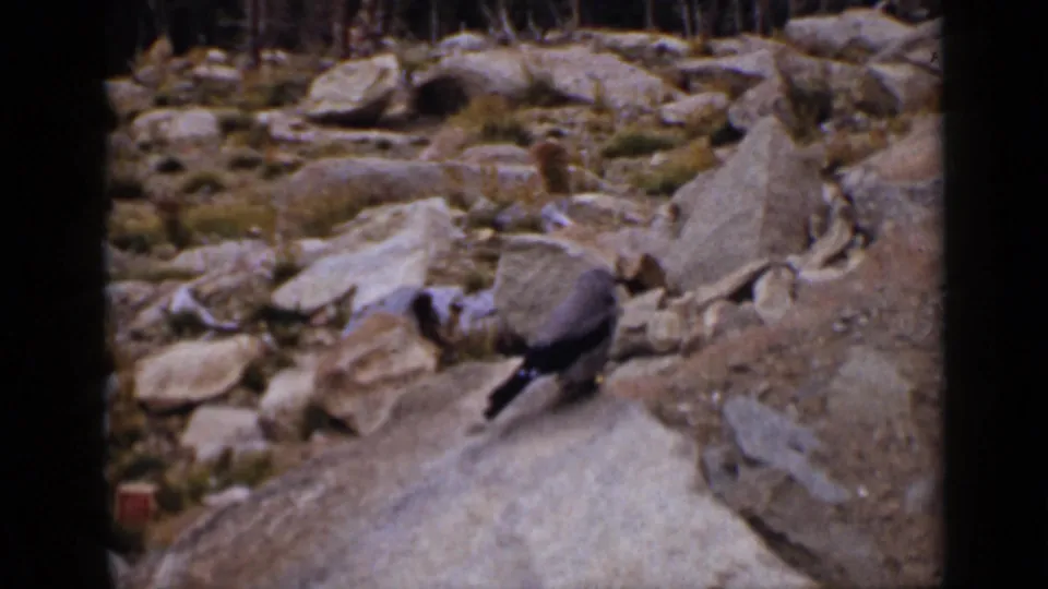A chipmunk perches on a large rock in a rugged Colorado landscape with boulders and sparse vegetation visible behind it.
