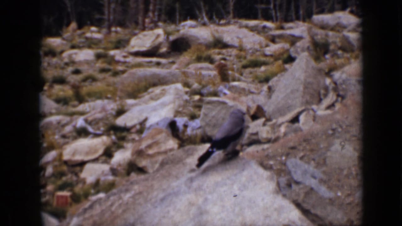 1939 Colorado 8mm frame showing rocky forest-edge terrain with a small bird-like animal near the foreground.