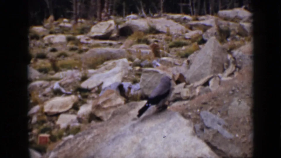 1939 Colorado 8mm frame showing rocky forest-edge terrain with a small bird-like animal near the foreground.