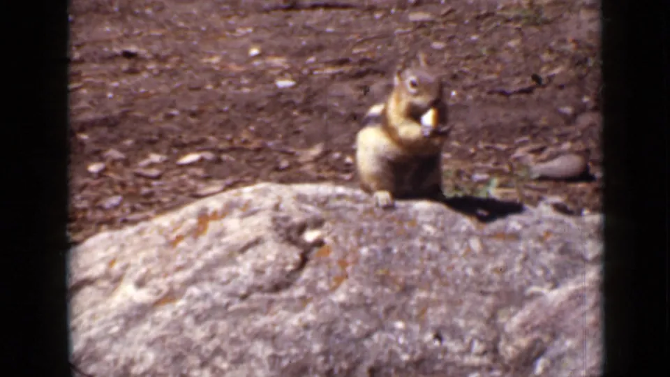 1939 Colorado 8mm frame of a striped chipmunk perched on a sunlit rock, eating against dry ground.
