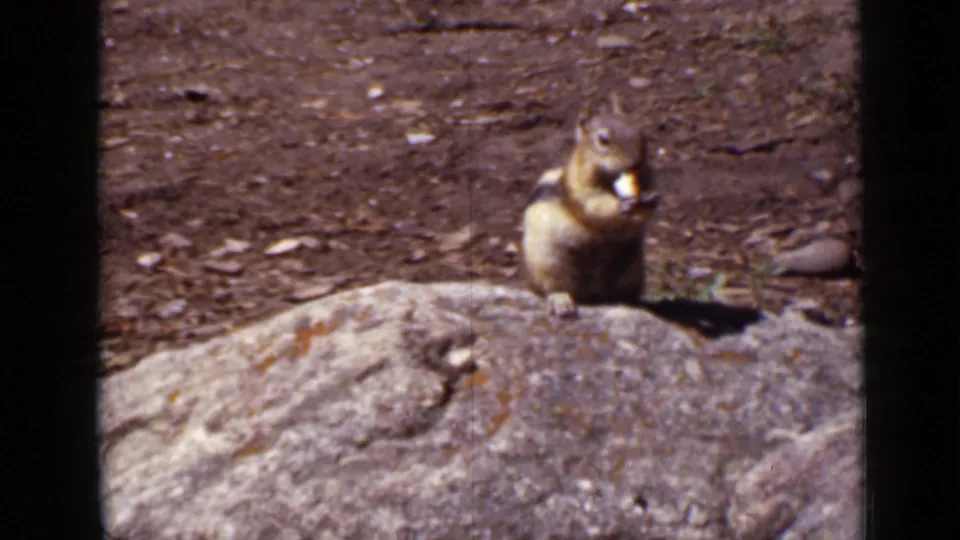 1939 Colorado 8mm frame showing a chipmunk upright on a large rock, chewing with dry ground behind it.