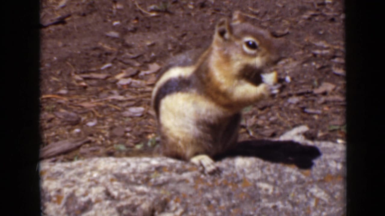 Striped chipmunk-like rodent eating while perched on a rock.