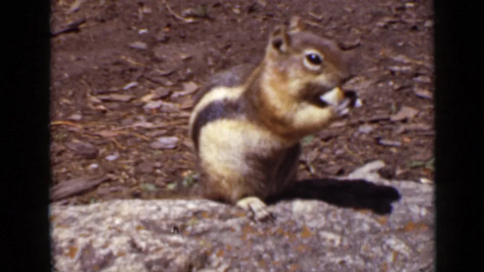 1939 Colorado 8mm frame of a chipmunk-like rodent sitting upright on a rock as it eats, with soil and leaf litter behind.