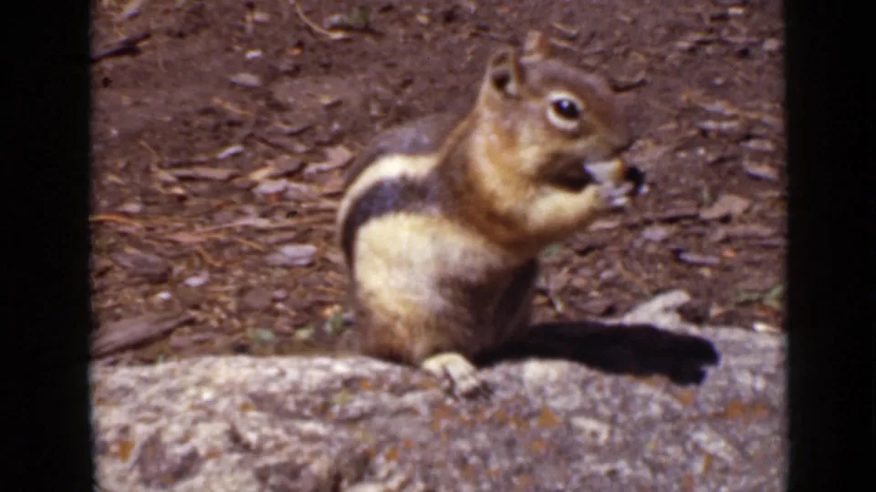 1939 Colorado home-movie frame with a small striped rodent feeding on a rock, framed by dark 8mm film edges.