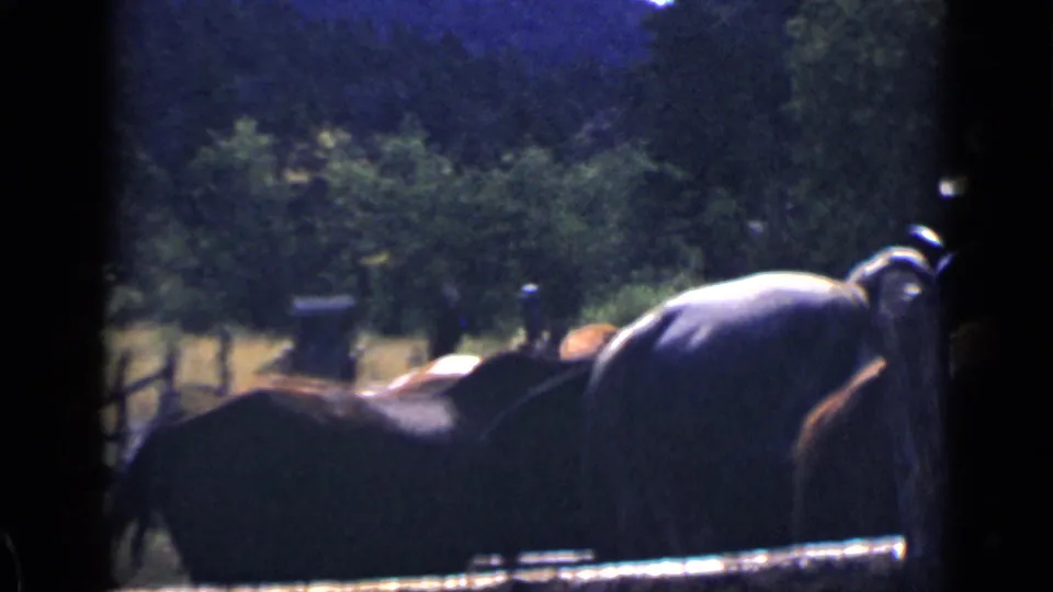 1939 Colorado 8mm frame showing horses in a corral with a person partly bent over near the animals.