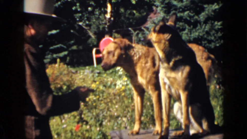 1939 Colorado 8mm frame of two golden-colored dogs near wildflowers as a man reaches toward the nearer dog.