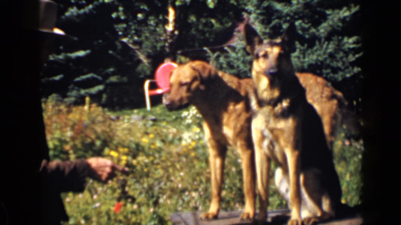 Man at left points toward two dogs standing and sitting in a sunny garden.