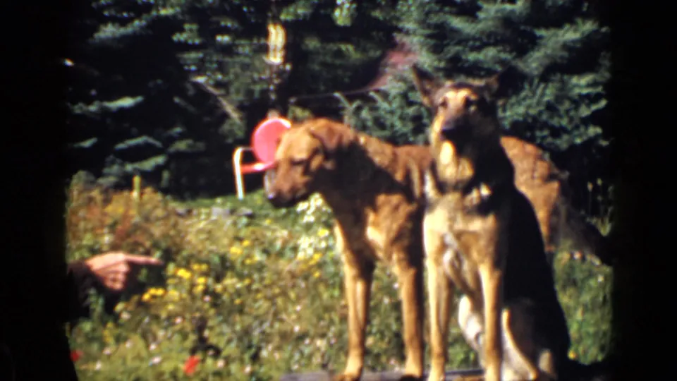 Two dogs remain near the center of a 1939 Colorado yard scene while a partially visible man points from the edge of the frame.