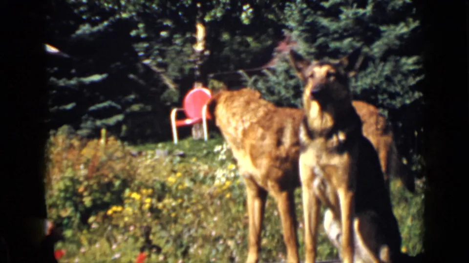 A seated German Shepherd and a brown dog are shown in a Colorado garden setting, with wildflowers, evergreens, and a red chair in the background.