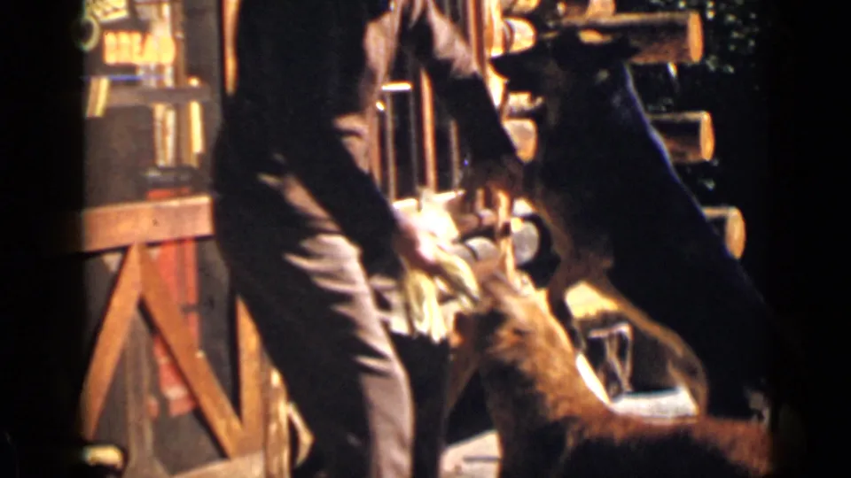 1939 Colorado 8mm frame showing a man outside a log cabin as dogs jump or reach near his hands.