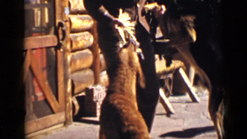 1939 Colorado home-movie frame with two dogs rearing up near a partly visible man beside a rustic log cabin.
