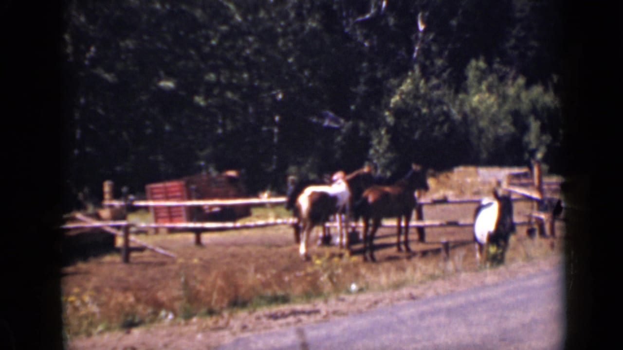 Horses grazing beside a wooden fence near a road and trees.