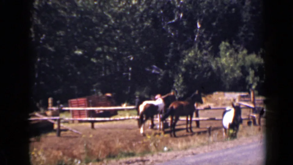 1939 Colorado frame with horses gathered near a wooden rail fence, dry grass, trees, and the edge of a road.