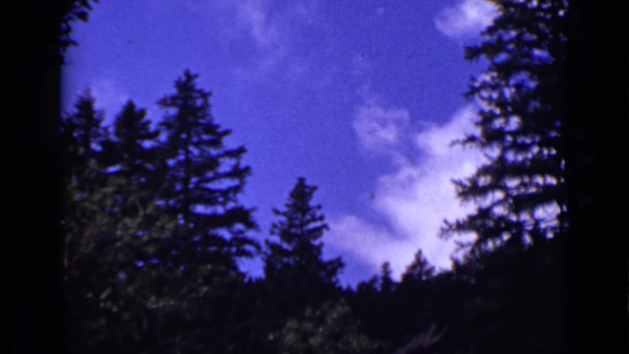 Pine trees silhouetted against a deep blue sky above a dark forested stream edge.