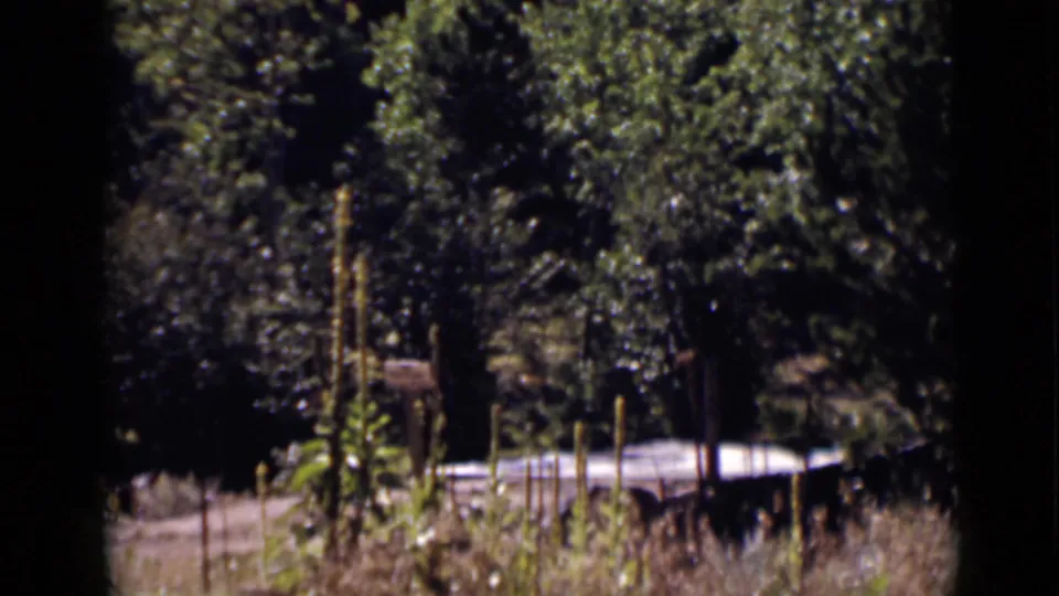 A rural clearing in the supplied Colorado footage shows trees, dry stalks, leafy plants, and a low pale structure or object near the bottom of frame.