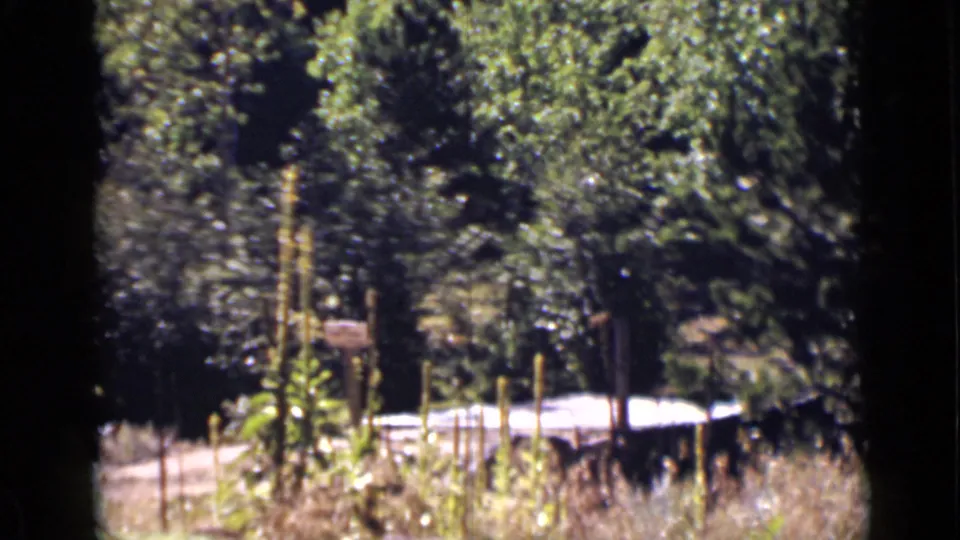 The final frame shows a wooded rural clearing with tall stalks, dense foliage, and a low pale object or structure partly visible near the ground.