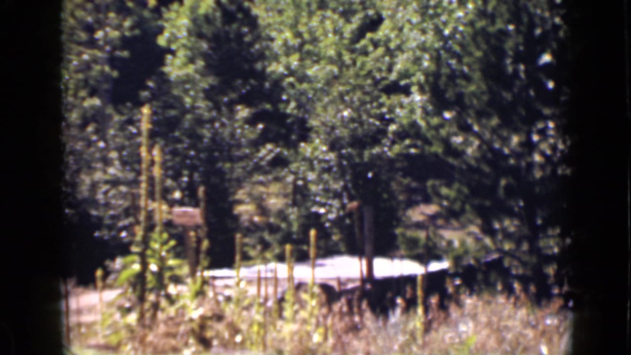 Forest view with evergreen trees, dry grasses, and pale moving water in the background.