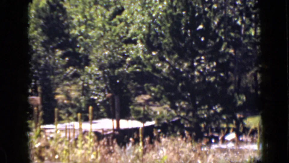 Colorado forest footage from the stated 1939 reel, with water glimpsed through trees and foreground brush.