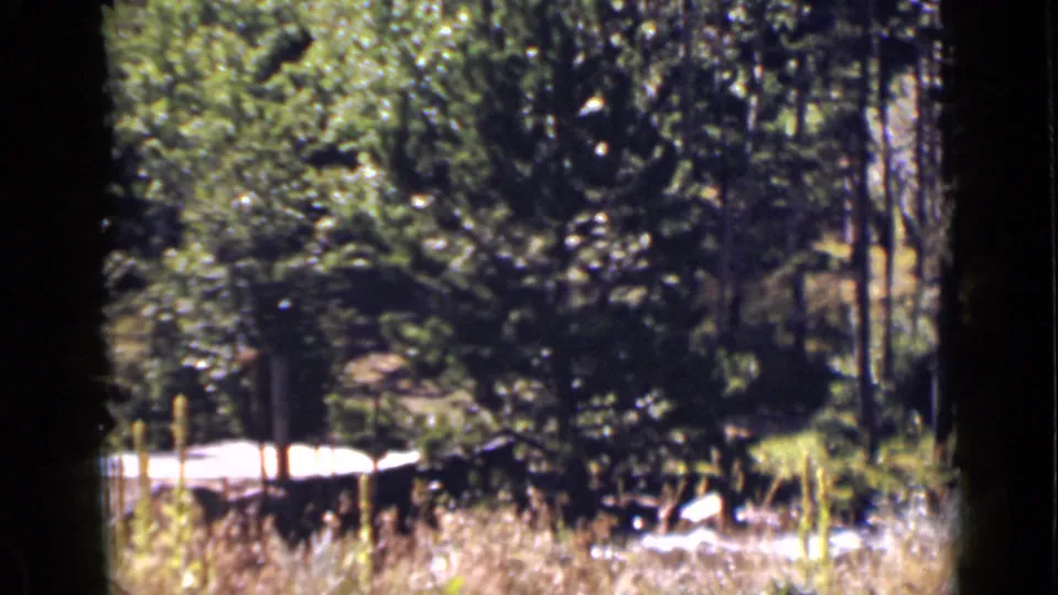 A soft 8mm view of a Colorado forest stream area, with evergreens, dry grass, and sunlight catching the water.