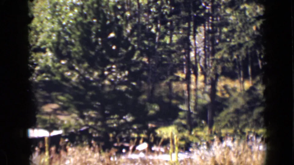 Final 1939 Colorado forest frame showing water behind foreground grasses, surrounded by dense trees and mottled light.