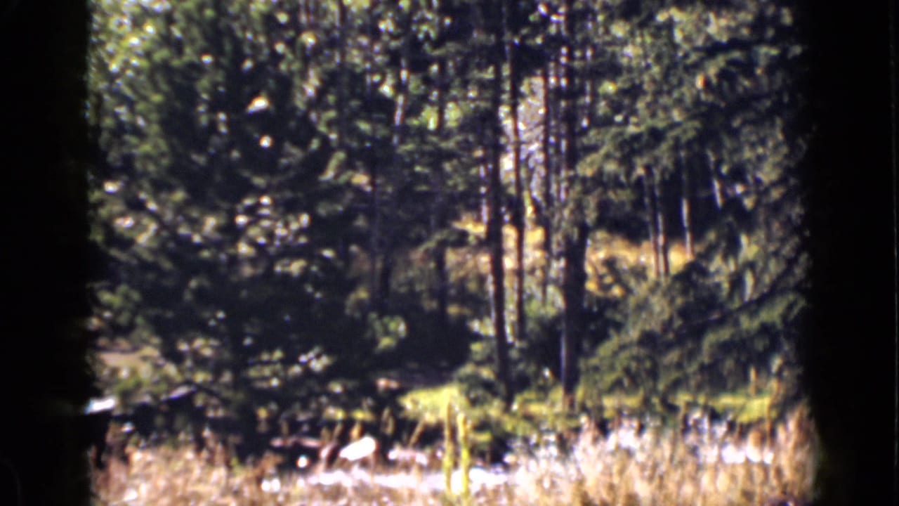 Sunlit evergreen woods with dry grass and shaded trunks.