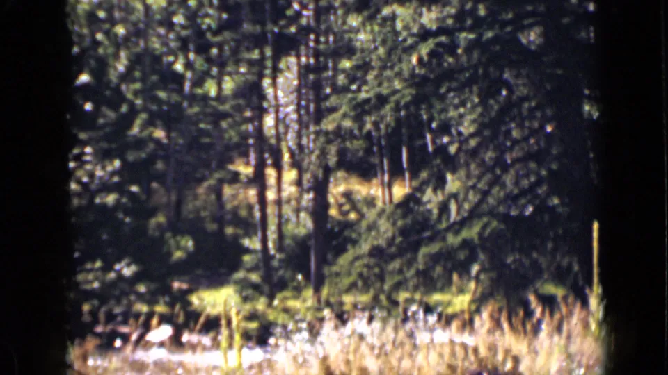 1939 Colorado woodland view with dense evergreen branches, vertical trunks, and bright grass at the forest floor.