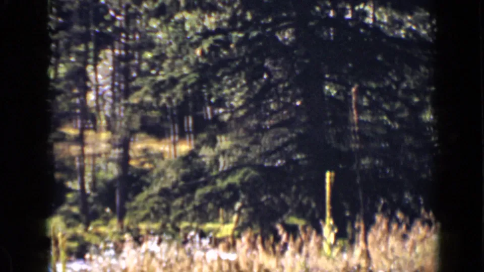 Colorado 8mm home-movie frame from 1939 with soft-focus evergreens, dry grasses, and a shaded woodland opening.