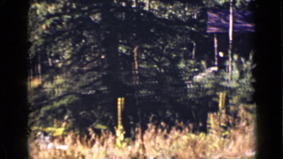 1939 Colorado forest frame showing evergreen boughs, dry grass, and shafts of sunlight near the edge of a clearing.