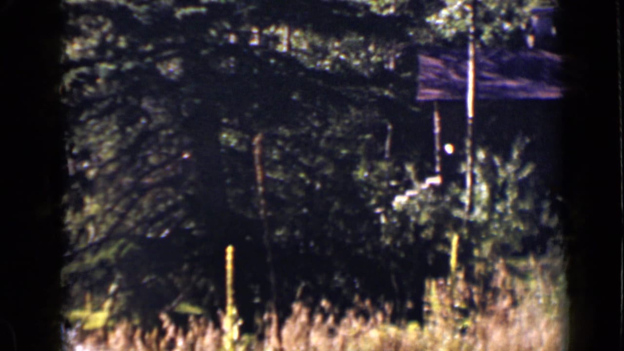 Rustic cabin partly hidden behind trees and tall grass.