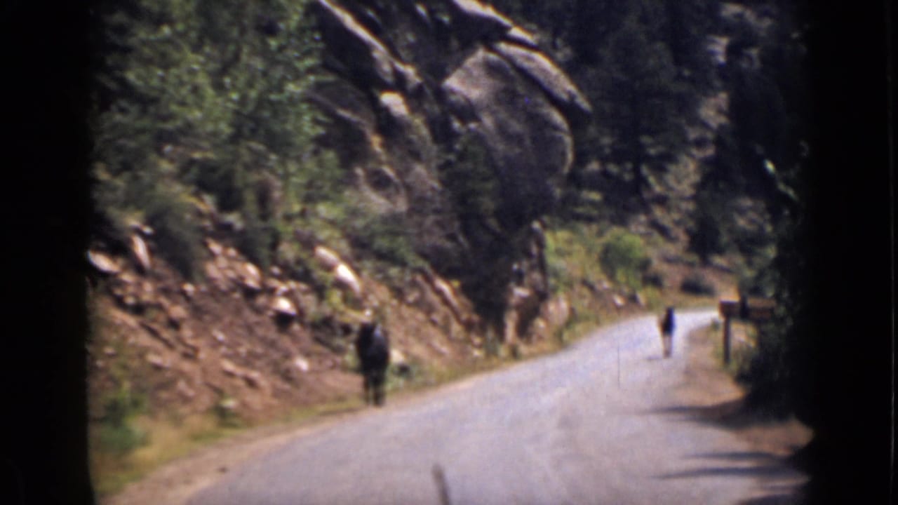 Two horses walk along a paved mountain road beside rocks and trees.