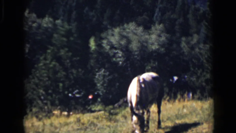 1939 Colorado 8mm frame showing a pale horse grazing in sunlit grass before a dense wooded background.