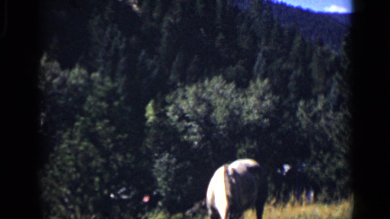 Horse grazing in a meadow below dark forested mountains.