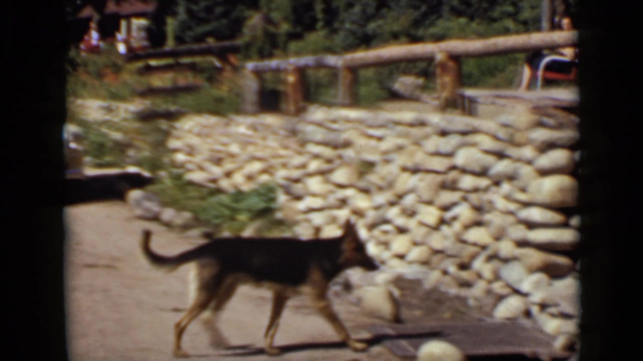 1939 Colorado home-movie frame of a German Shepherd walking near a stacked stone wall, porch railing, and rustic cabin setting.
