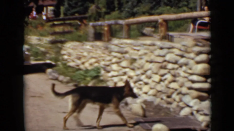 1939 Colorado home-movie frame of a German Shepherd walking near a stacked stone wall, porch railing, and rustic cabin setting.