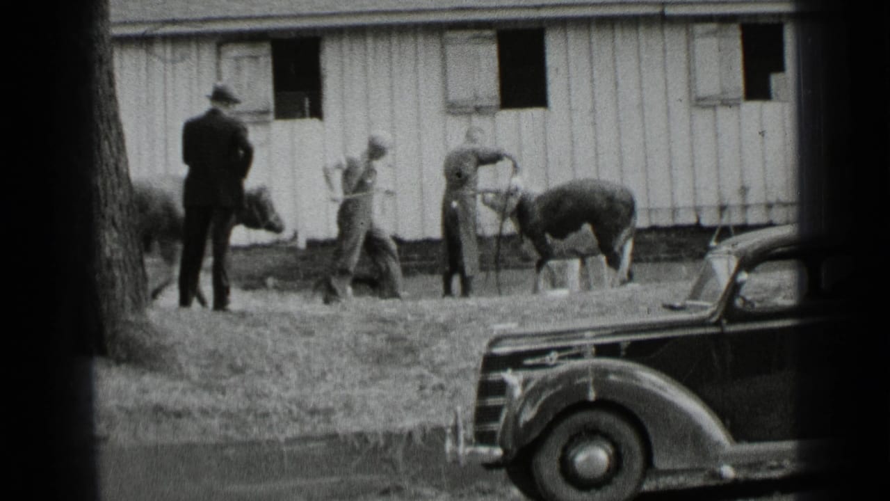 Men tending cattle outside a wooden barn with an old automobile in the foreground.