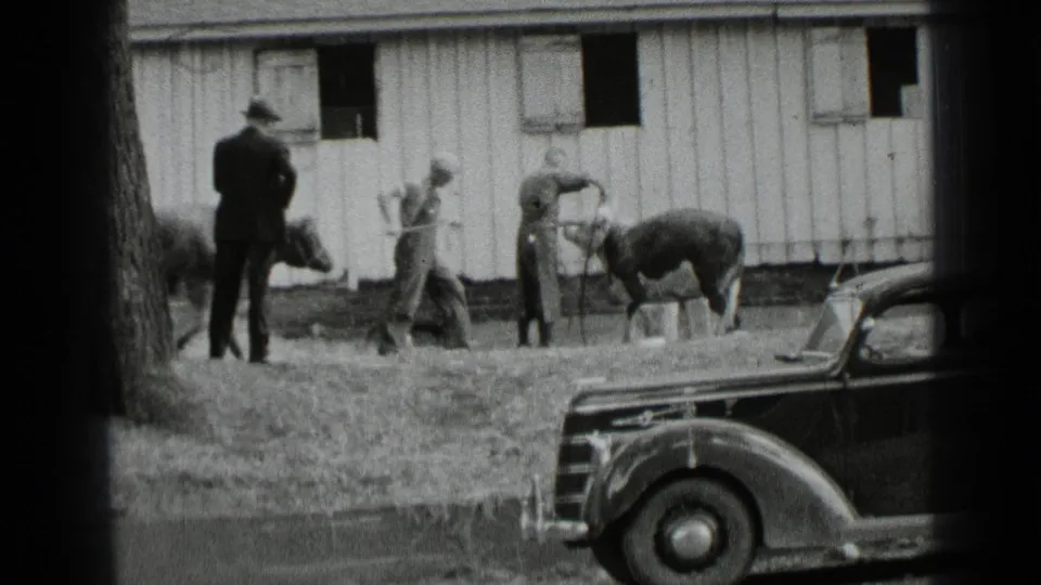 1939 New York farm scene with men handling cows near a wooden barn and a 1930s-style automobile parked in front.