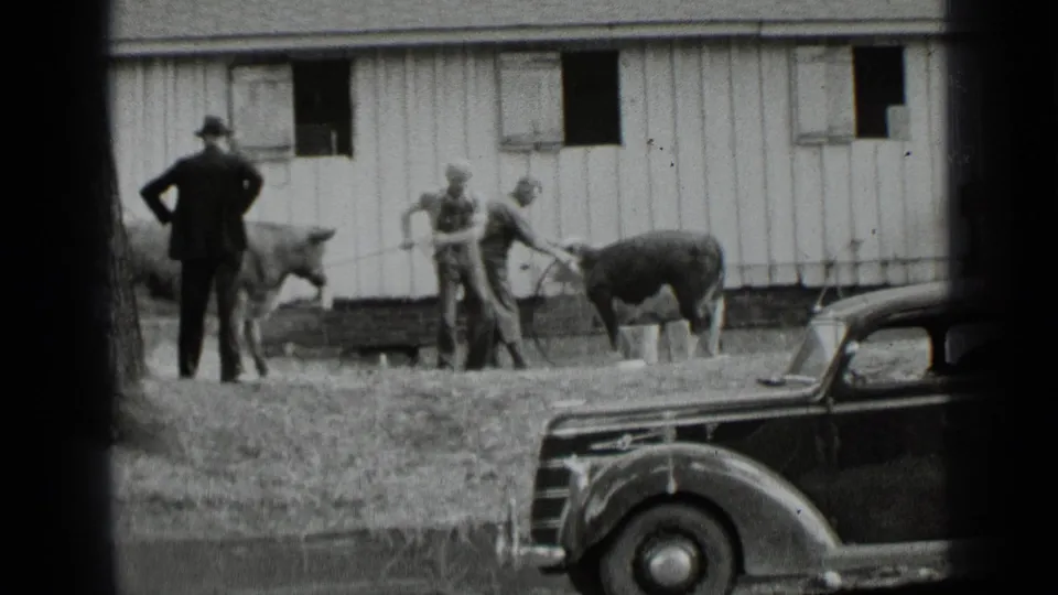 Men in period work clothing handle cattle outside a New York farm building, with a vintage automobile partly visible below.