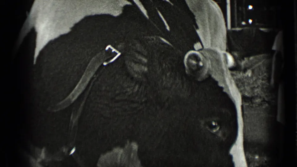 Close black-and-white 8mm view of a cow’s head and halter detail from the 1939 New York farm footage.